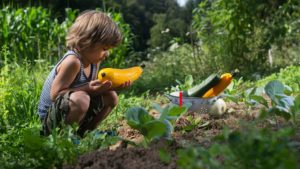 ילד בגינת ירק עם תוצרת חקלאית