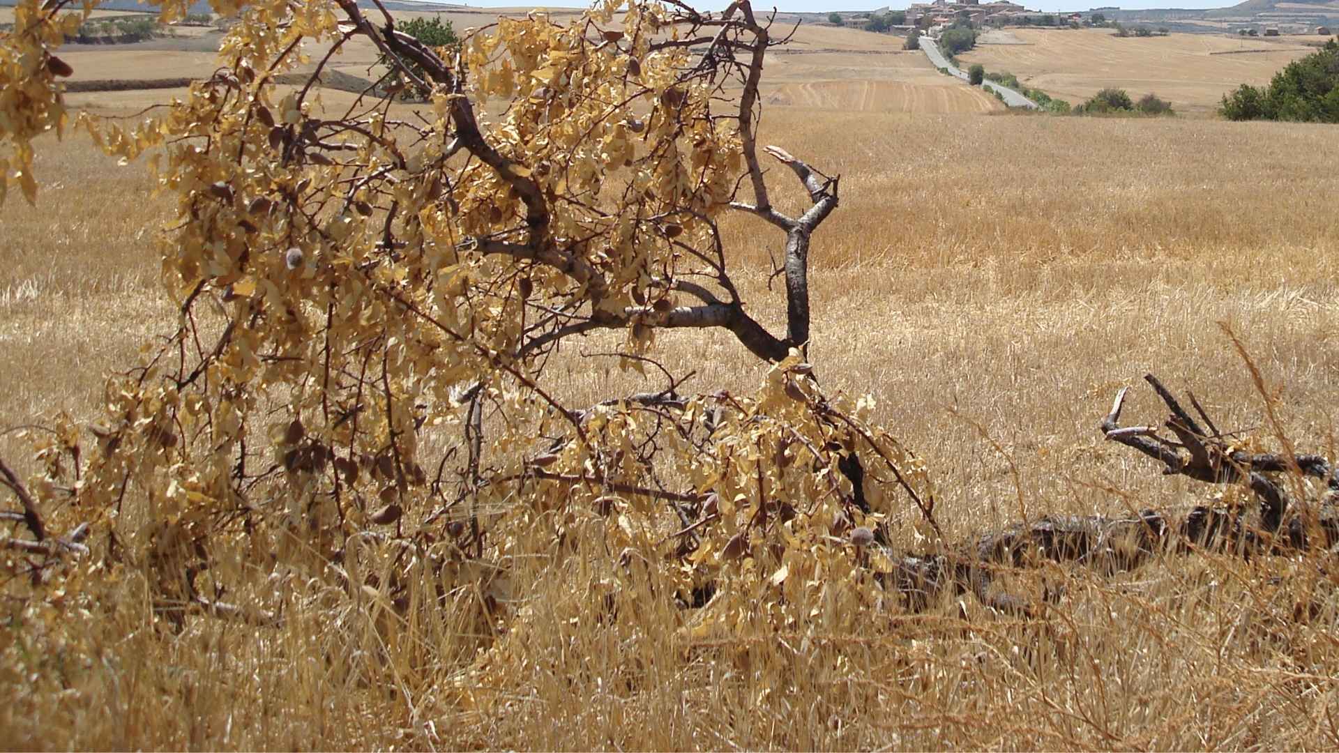 עץ יבש על רקע שדות דגנים צהובים