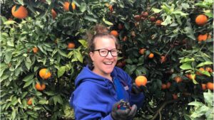 Tangerine picking in Kibbutz Be'eri